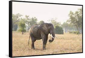 African Elephant (Loxodonta Africana), Zambia, Africa-Janette Hill-Framed Stretched Canvas