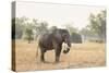 African Elephant (Loxodonta Africana), Zambia, Africa-Janette Hill-Stretched Canvas