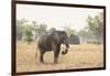 African Elephant (Loxodonta Africana), Zambia, Africa-Janette Hill-Framed Photographic Print