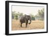 African Elephant (Loxodonta Africana), Zambia, Africa-Janette Hill-Framed Photographic Print