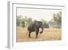 African Elephant (Loxodonta Africana), Zambia, Africa-Janette Hill-Framed Photographic Print