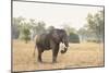 African Elephant (Loxodonta Africana), Zambia, Africa-Janette Hill-Mounted Photographic Print