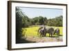 African Elephant (Loxodonta Africana), Zambia, Africa-Janette Hill-Framed Photographic Print