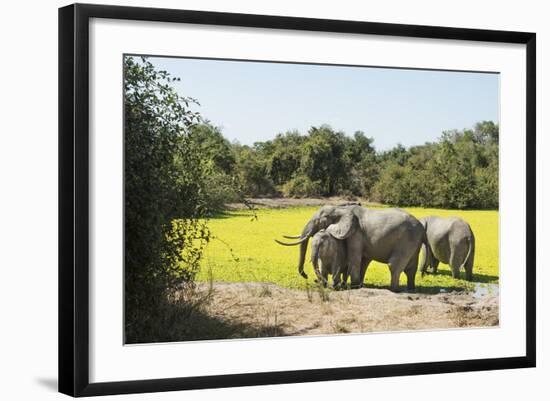 African Elephant (Loxodonta Africana), Zambia, Africa-Janette Hill-Framed Photographic Print