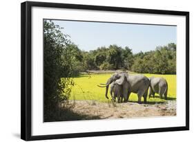 African Elephant (Loxodonta Africana), Zambia, Africa-Janette Hill-Framed Photographic Print