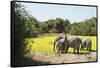 African Elephant (Loxodonta Africana), Zambia, Africa-Janette Hill-Framed Stretched Canvas