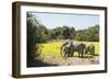 African Elephant (Loxodonta Africana), Zambia, Africa-Janette Hill-Framed Premium Photographic Print