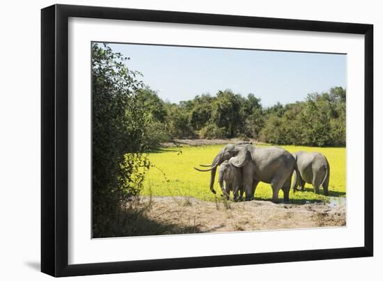 African Elephant (Loxodonta Africana), Zambia, Africa-Janette Hill-Framed Premium Photographic Print