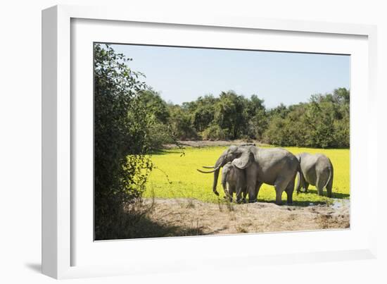 African Elephant (Loxodonta Africana), Zambia, Africa-Janette Hill-Framed Premium Photographic Print