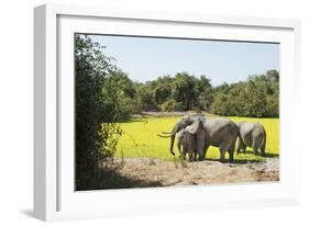 African Elephant (Loxodonta Africana), Zambia, Africa-Janette Hill-Framed Premium Photographic Print