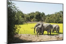 African Elephant (Loxodonta Africana), Zambia, Africa-Janette Hill-Mounted Premium Photographic Print