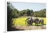 African Elephant (Loxodonta Africana), Zambia, Africa-Janette Hill-Framed Photographic Print