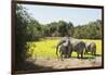 African Elephant (Loxodonta Africana), Zambia, Africa-Janette Hill-Framed Photographic Print