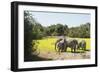 African Elephant (Loxodonta Africana), Zambia, Africa-Janette Hill-Framed Photographic Print