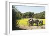 African Elephant (Loxodonta Africana), Zambia, Africa-Janette Hill-Framed Photographic Print