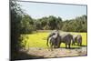 African Elephant (Loxodonta Africana), Zambia, Africa-Janette Hill-Mounted Photographic Print
