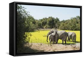 African Elephant (Loxodonta Africana), Zambia, Africa-Janette Hill-Framed Stretched Canvas