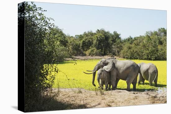 African Elephant (Loxodonta Africana), Zambia, Africa-Janette Hill-Stretched Canvas