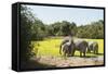 African Elephant (Loxodonta Africana), Zambia, Africa-Janette Hill-Framed Stretched Canvas