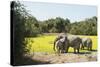 African Elephant (Loxodonta Africana), Zambia, Africa-Janette Hill-Stretched Canvas