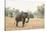 African Elephant (Loxodonta Africana), Zambia, Africa-Janette Hill-Stretched Canvas