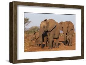 African elephant (Loxodonta africana), Zimanga game reserve, KwaZulu-Natal-Ann and Steve Toon-Framed Photographic Print