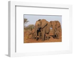 African elephant (Loxodonta africana), Zimanga game reserve, KwaZulu-Natal-Ann and Steve Toon-Framed Photographic Print