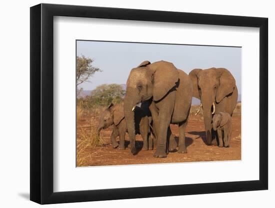 African elephant (Loxodonta africana), Zimanga game reserve, KwaZulu-Natal-Ann and Steve Toon-Framed Photographic Print