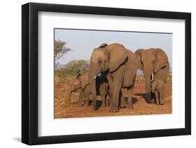 African elephant (Loxodonta africana), Zimanga game reserve, KwaZulu-Natal-Ann and Steve Toon-Framed Photographic Print