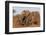 African elephant (Loxodonta africana), Zimanga game reserve, KwaZulu-Natal-Ann and Steve Toon-Framed Photographic Print