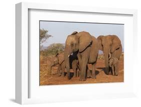 African elephant (Loxodonta africana), Zimanga game reserve, KwaZulu-Natal-Ann and Steve Toon-Framed Photographic Print
