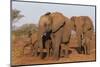 African elephant (Loxodonta africana), Zimanga game reserve, KwaZulu-Natal-Ann and Steve Toon-Mounted Photographic Print