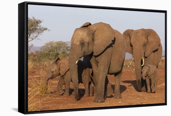 African elephant (Loxodonta africana), Zimanga game reserve, KwaZulu-Natal-Ann and Steve Toon-Framed Stretched Canvas