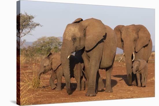 African elephant (Loxodonta africana), Zimanga game reserve, KwaZulu-Natal-Ann and Steve Toon-Stretched Canvas