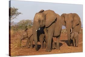 African elephant (Loxodonta africana), Zimanga game reserve, KwaZulu-Natal-Ann and Steve Toon-Stretched Canvas