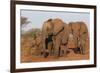 African elephant (Loxodonta africana), Zimanga game reserve, KwaZulu-Natal-Ann and Steve Toon-Framed Photographic Print