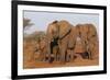 African elephant (Loxodonta africana), Zimanga game reserve, KwaZulu-Natal-Ann and Steve Toon-Framed Photographic Print