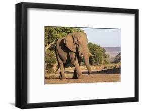 African elephant (Loxodonta africana), Zimanga game reserve, KwaZulu-Natal-Ann and Steve Toon-Framed Photographic Print