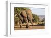 African elephant (Loxodonta africana), Zimanga game reserve, KwaZulu-Natal-Ann and Steve Toon-Framed Photographic Print