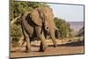 African elephant (Loxodonta africana), Zimanga game reserve, KwaZulu-Natal-Ann and Steve Toon-Mounted Photographic Print