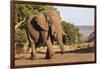 African elephant (Loxodonta africana), Zimanga game reserve, KwaZulu-Natal-Ann and Steve Toon-Framed Photographic Print