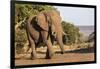 African elephant (Loxodonta africana), Zimanga game reserve, KwaZulu-Natal-Ann and Steve Toon-Framed Photographic Print