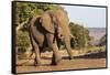 African elephant (Loxodonta africana), Zimanga game reserve, KwaZulu-Natal-Ann and Steve Toon-Framed Stretched Canvas