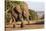 African elephant (Loxodonta africana), Zimanga game reserve, KwaZulu-Natal-Ann and Steve Toon-Stretched Canvas