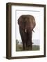 African elephant (Loxodonta africana), Zimanga private game reserve, KwaZulu-Natal, South Africa, A-Ann and Steve Toon-Framed Photographic Print