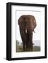 African elephant (Loxodonta africana), Zimanga private game reserve, KwaZulu-Natal, South Africa, A-Ann and Steve Toon-Framed Photographic Print