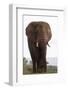 African elephant (Loxodonta africana), Zimanga private game reserve, KwaZulu-Natal, South Africa, A-Ann and Steve Toon-Framed Photographic Print