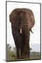 African elephant (Loxodonta africana), Zimanga private game reserve, KwaZulu-Natal, South Africa, A-Ann and Steve Toon-Mounted Photographic Print