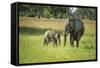 African Elephant (Loxodonta) Mother and Calf, South Luangwa National Park, Zambia, Africa-Janette Hill-Framed Stretched Canvas