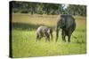 African Elephant (Loxodonta) Mother and Calf, South Luangwa National Park, Zambia, Africa-Janette Hill-Stretched Canvas